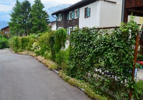 Blumen_Vogel_DSC_0198.jpg