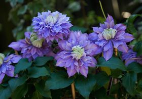 blumenVogel_clematis_DSC4315.jpg