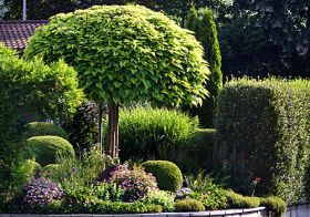 blumenVogel_catalpa_DSC00869.jpg