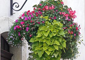 blumenVogel_HangingBasket_PICT0240.jpg