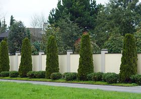 blumenVogel_thuja_201004142082.jpg