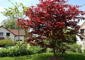 blumenVogel_acer_PICT4979.jpg