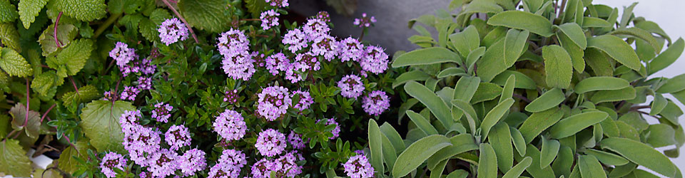 blumenVogel_kraeuter_DSC5927.jpg